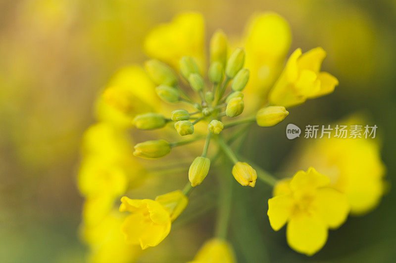 油菜花和芽