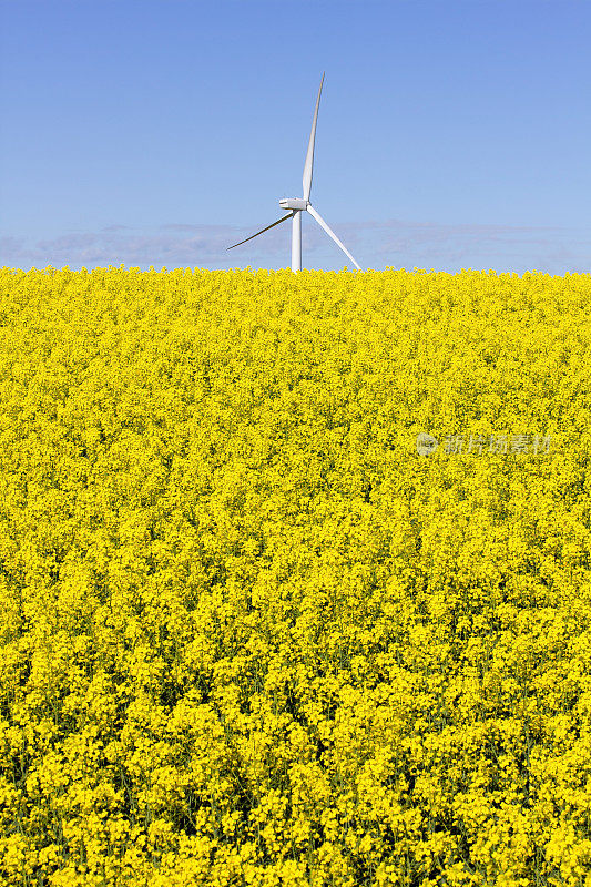 风车和油菜