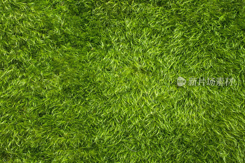 完整的框架完美柔软的模糊绿色苔藓