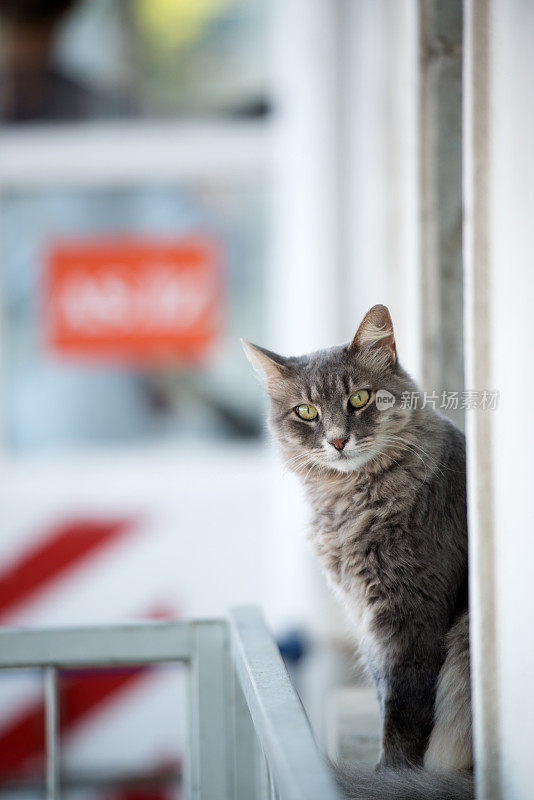 街猫