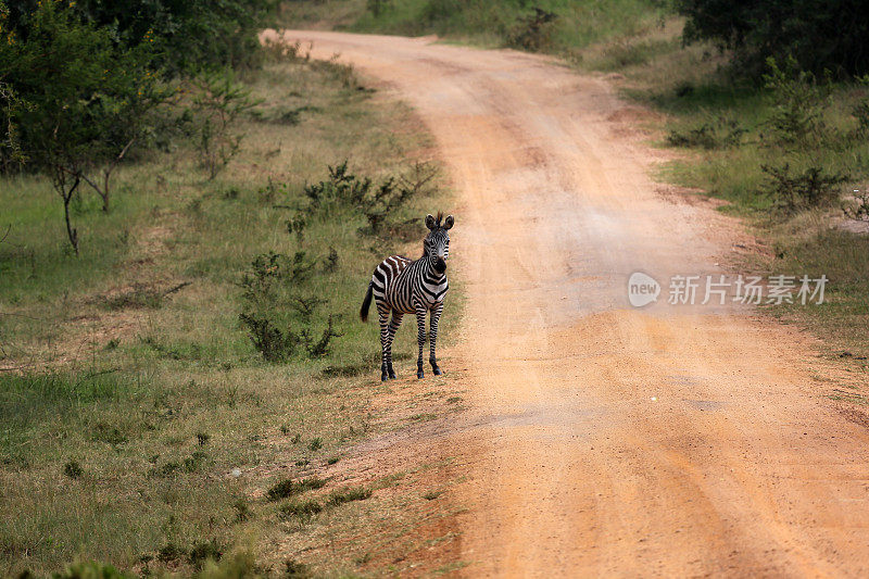 乌干达:斑马在Mburo湖的道路上