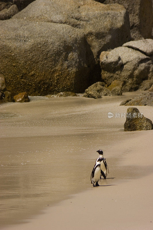 巨石海滩上的企鹅