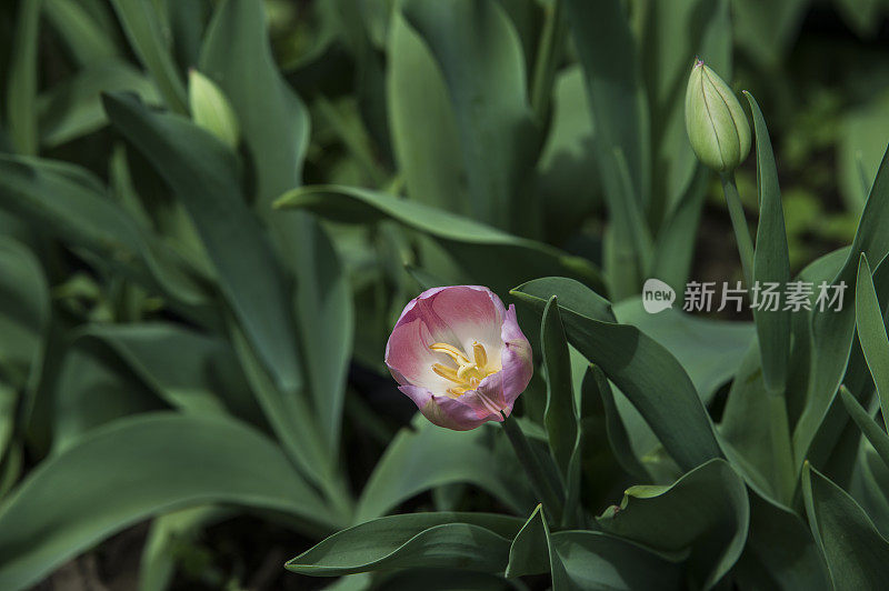 紫色有机郁金香苗圃的特写