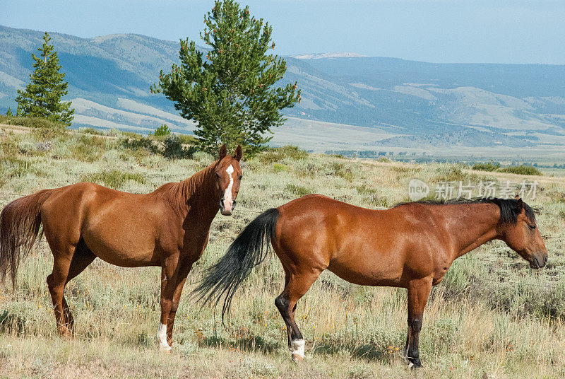 在百年纪念怀俄明州农场附近的畜栏里的两匹棕色的马