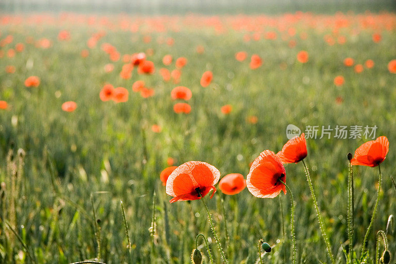 罂粟花田