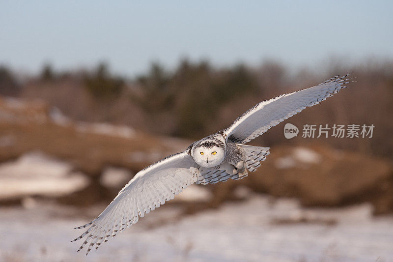 雪鸮