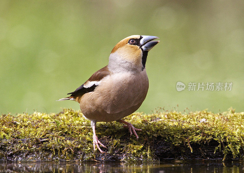 蜡嘴雀