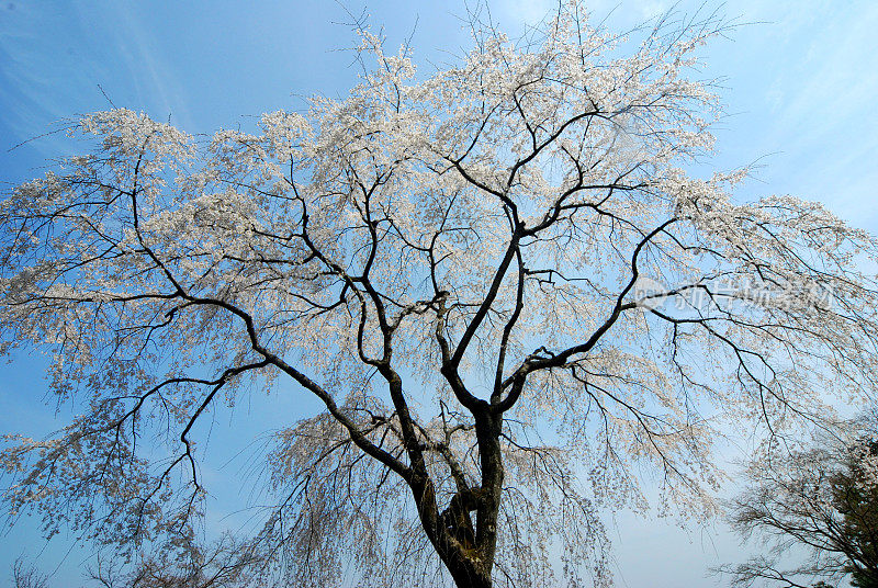 樱花,京都