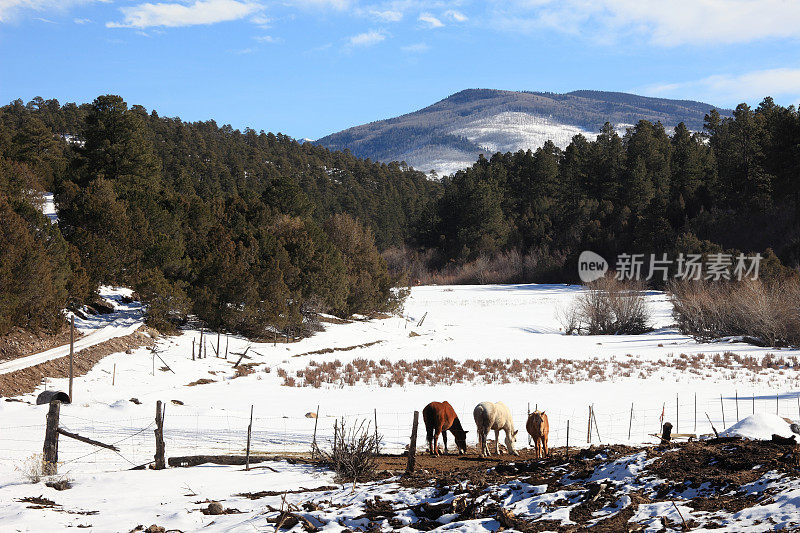 冬季草地在高的国家雪