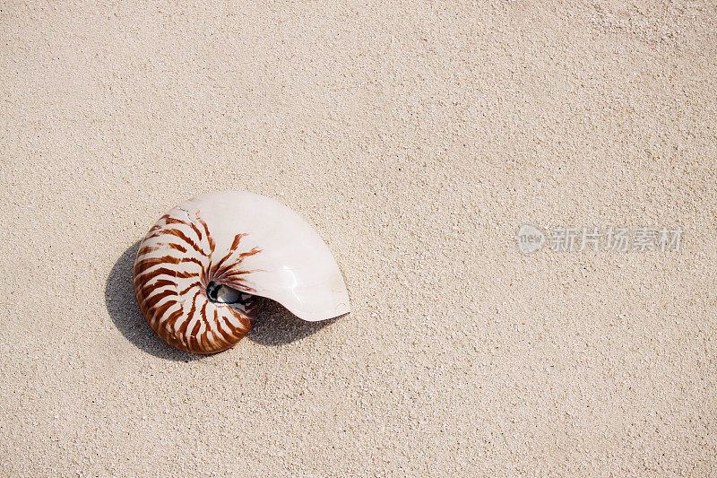 海滩上孤独的贝壳
