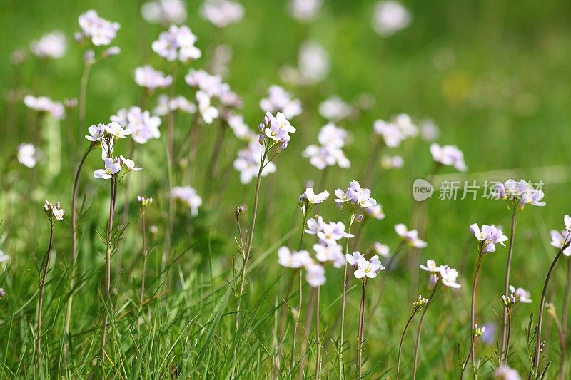 草炭杜鹃花女士工作服