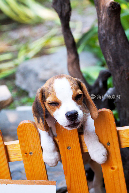 小猎犬在栅栏