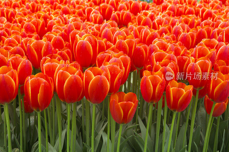 土耳其伊斯坦布尔花园里的郁金香花