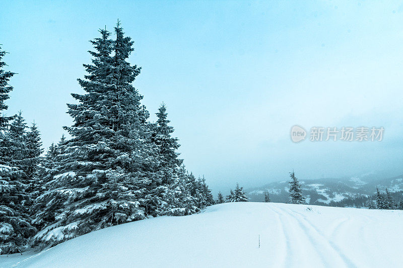 美丽的冬季景观和白雪覆盖的树木