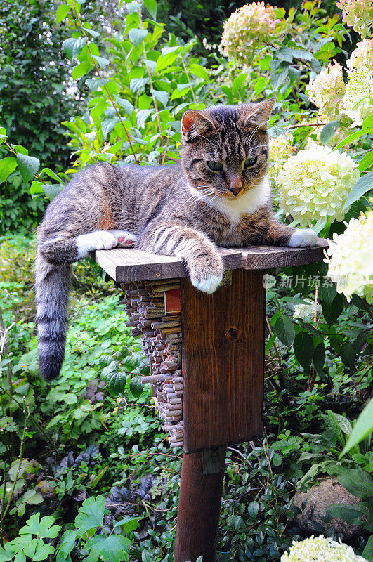 猫坐在为野蜜蜂准备的旅馆昆虫庇护所上