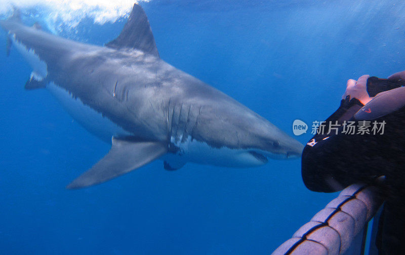大白鲨接近笼式潜水员。