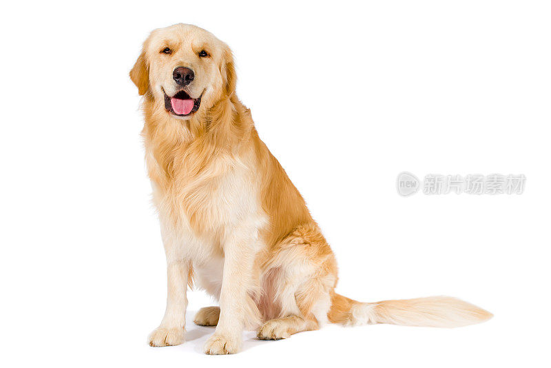 成年金毛猎犬坐在镜头前微笑，孤立在白色