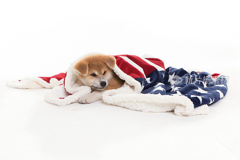 秋田小狗在毯子下面