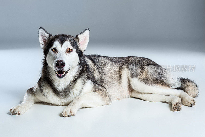 阿拉斯加雪橇犬躺着，看着摄像机，伸出舌头，背景是灰色的
