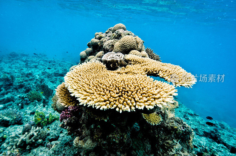 澳大利亚大堡礁的珊瑚