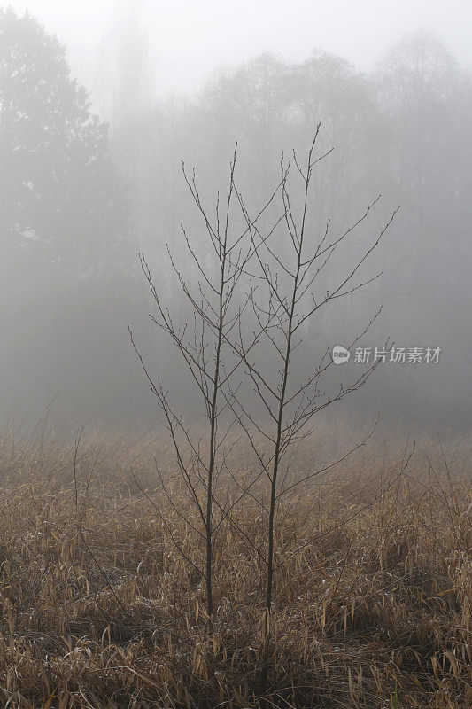 一对小树在秋天的雾，弗雷泽山谷，加拿大