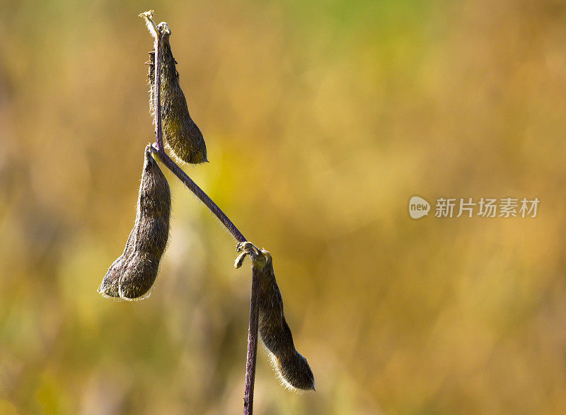 成熟的大豆豆荚