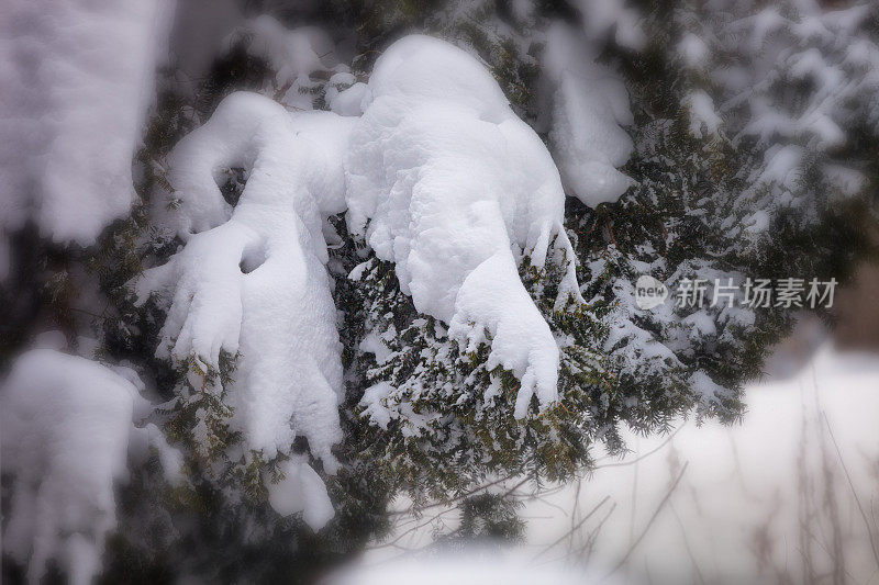 白雪覆盖的松树枝