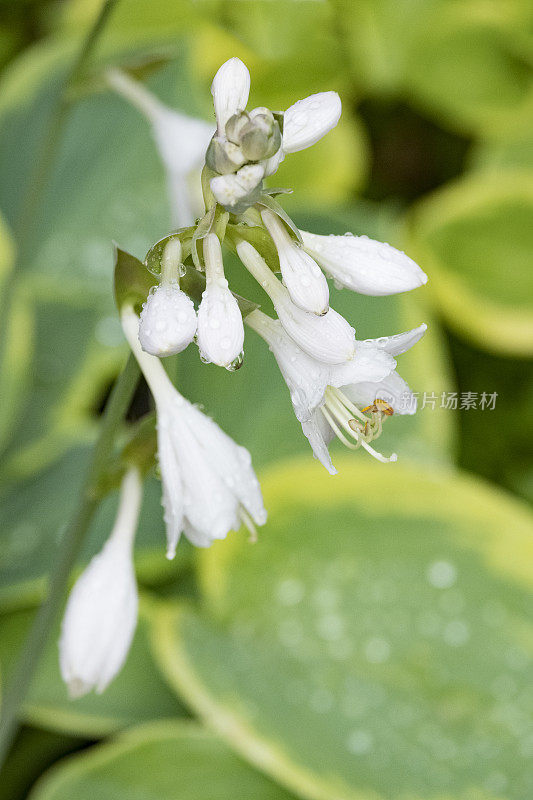 白色的玉簪花在雨中的特写