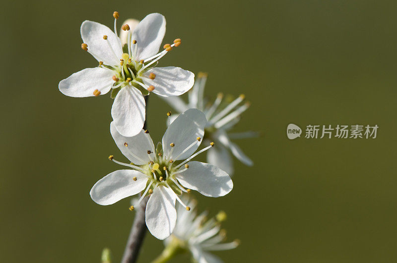 苹果树花。