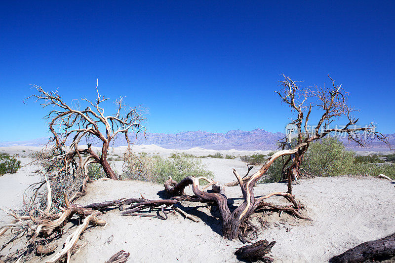 死亡谷的枯树和沙丘