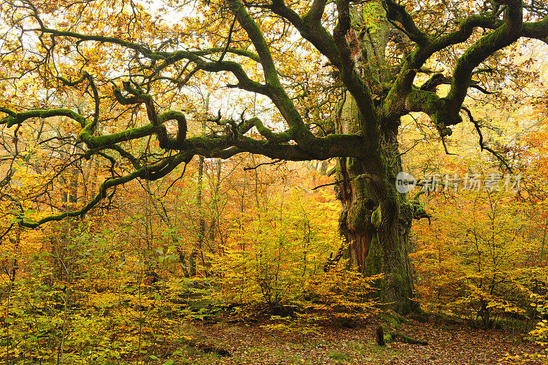 秋天森林里一棵古老的橡树被苔藓覆盖