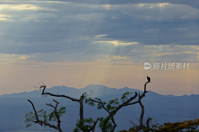 秃鹰在日落时分