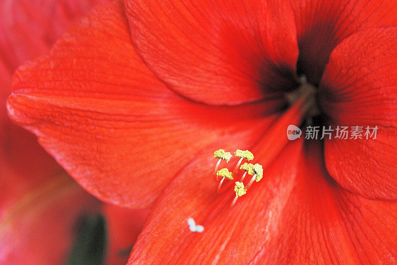 红孤挺花(Hippeastrum)