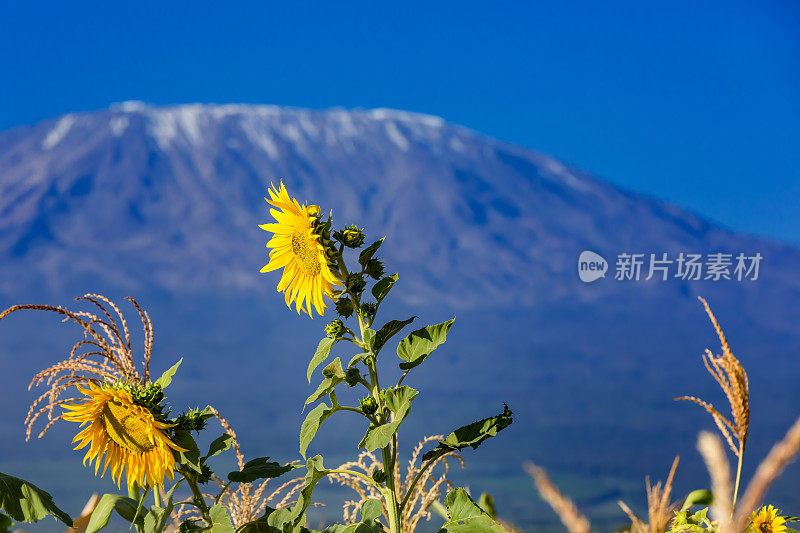 乞力马扎罗山-早晨的太阳花