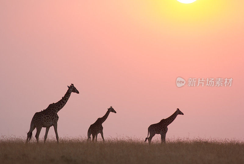 长颈鹿在日落时分