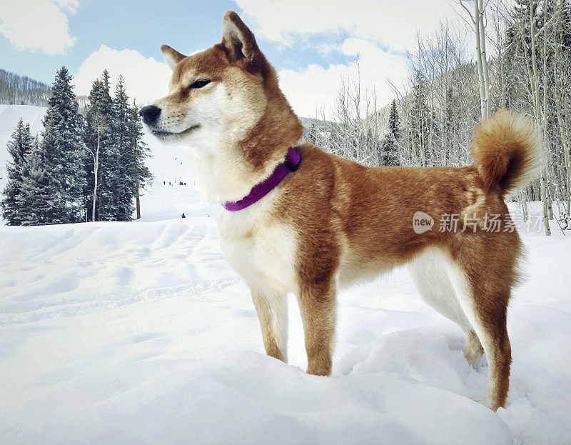 雪中的柴犬