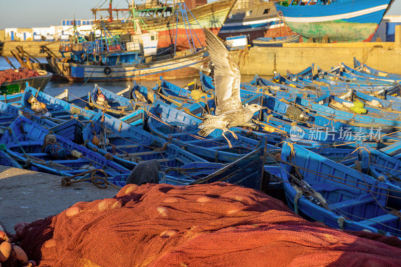 摩洛哥埃绍伊拉港，年轻的海鸥降落在渔网上