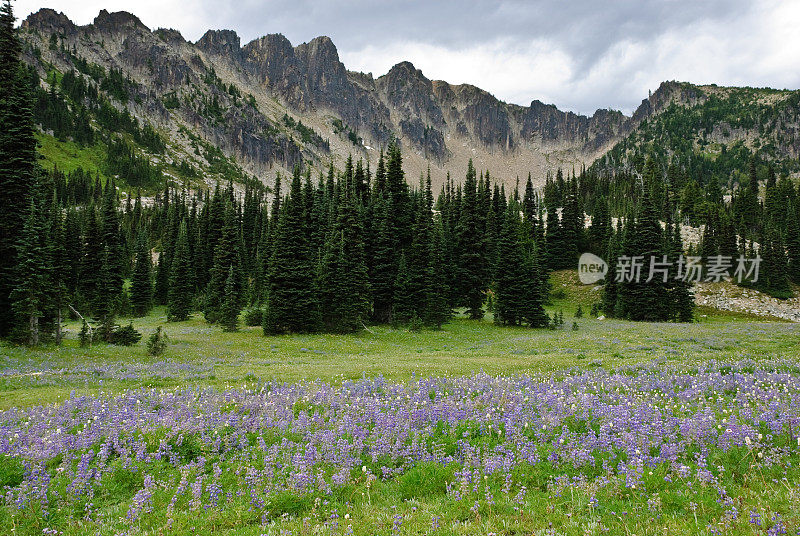 高山草甸与野花和山脉