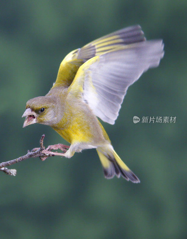 “小金翅”