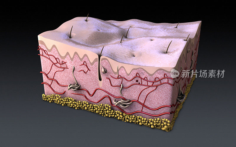 人类皮肤表皮和毛囊
