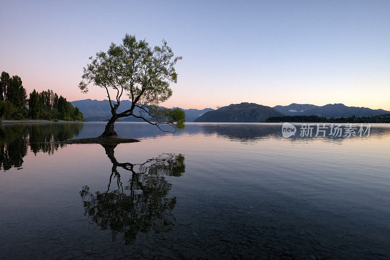 瓦纳卡湖柳树