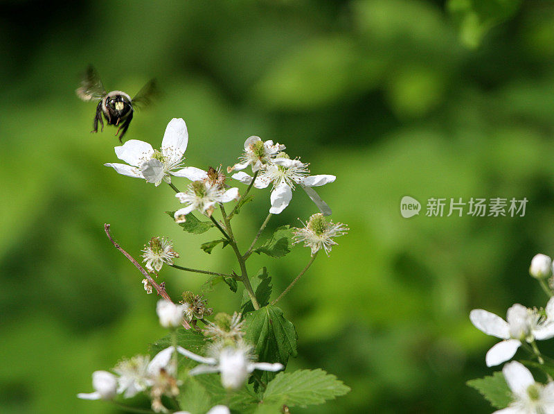 大黄蜂