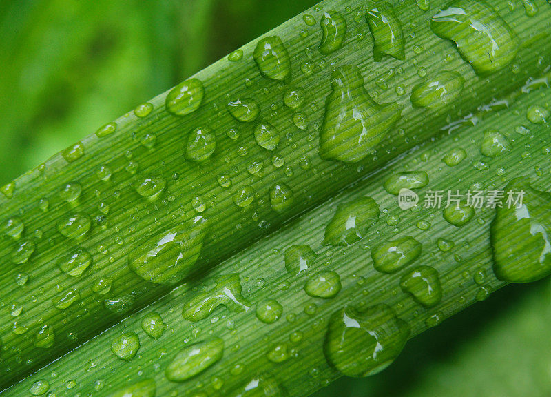 叶子上的雨滴