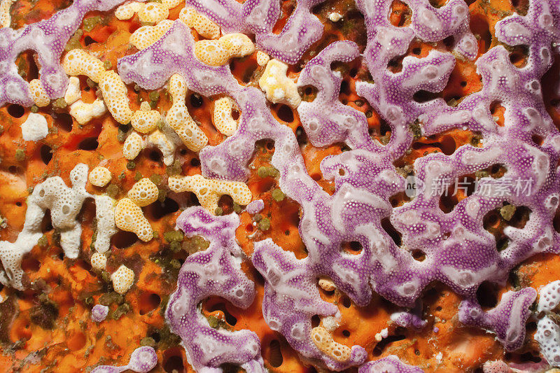 彩色海绵和海鞘，勒宽礁，班肯岛，印度尼西亚