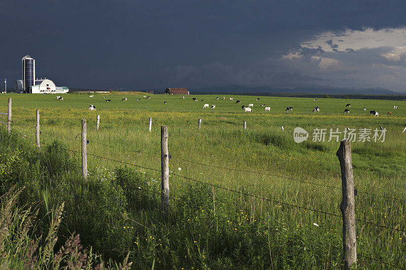 有篱笆和放牧的奶牛的景观