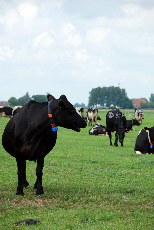 一头黑色荷斯坦怀孕母牛。