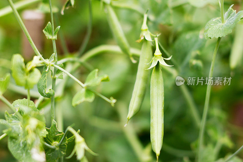 两粒豌豆荚悬挂在植物上