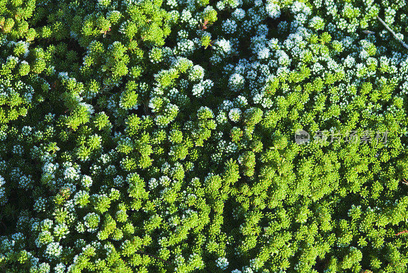 石竹属植物的霜冻