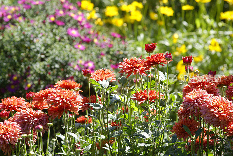 花坛里的红色米迦勒雏菊