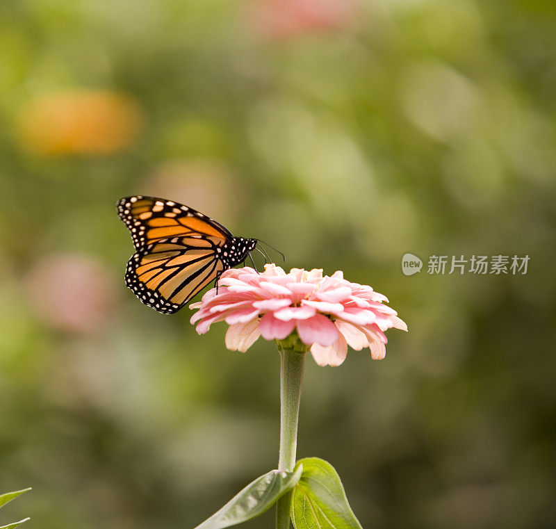 粉红色百日草上的蝴蝶